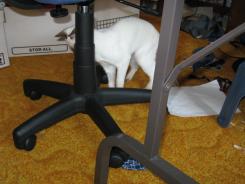 more kittens
